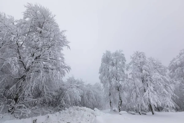 Snowy Trees All White Amazing Snow View Kartepe Kocaeli Turkey — Stockfoto
