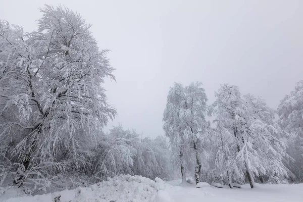 Snowy Trees All White Amazing Snow View Kartepe Kocaeli Turkey — Zdjęcie stockowe