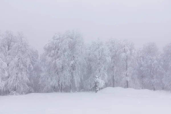 Snowy Trees All White Amazing Snow View Kartepe Kocaeli Turkey — Zdjęcie stockowe