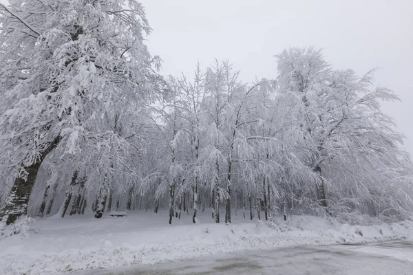 Snowy Trees All White Amazing Snow View Kartepe Kocaeli Turkey — Stockfoto