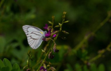 tropical butterfly perched on leaves in the forest