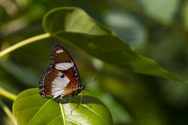 tropical brown butterfly perched on leaves in the forest