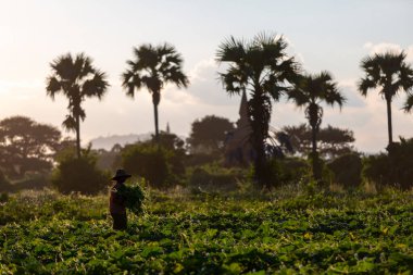 Ormanlık ve organik tarım yapan kadın arka planda, Myanmar, Burma