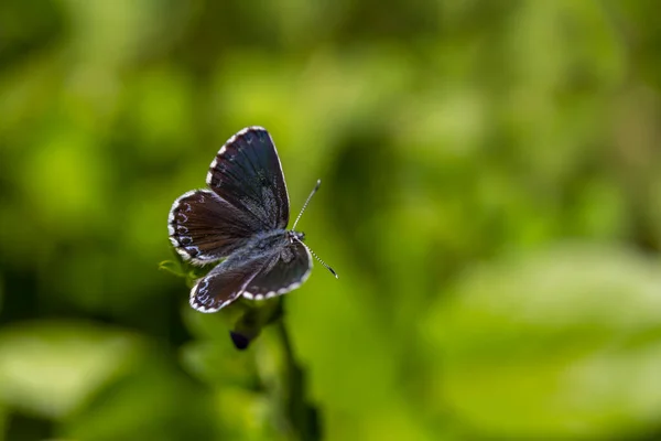 Underbar Liten Fjäril Med Svarta Prickar Checkered Blue Scolitantides Orion — Stockfoto