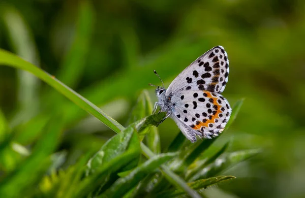 Ein Wunderschöner Kleiner Schmetterling Mit Schwarzen Punkten Karo Blau Scolitantides — Stockfoto