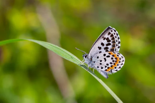 Ein Wunderschöner Kleiner Schmetterling Mit Schwarzen Punkten Karo Blau Scolitantides — Stockfoto