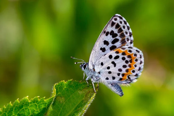 Ein Wunderschöner Kleiner Schmetterling Mit Schwarzen Punkten Karo Blau Scolitantides — Stockfoto