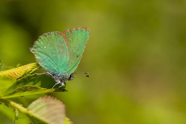 Calloflys Rubi 素晴らしい緑の色の小さな蝶 — ストック写真