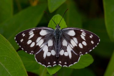 Siyah ve beyaz renkli büyük kelebek, Melanargia galaksisi