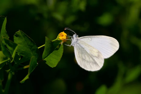 Mariposa Blanca Muy Pequeña Alimentándose Flor Amarilla — Foto de Stock