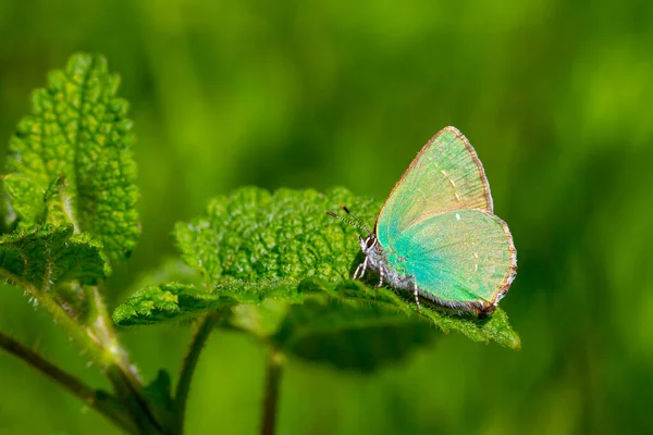 Calloflys Rubi 素晴らしい緑の色の小さな蝶 — ストック写真