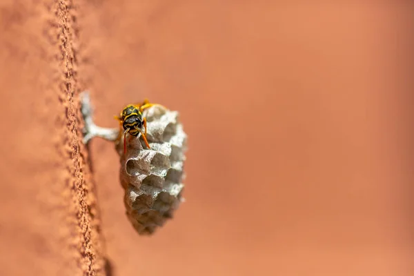Bee Hovering Small Honeycomb — Stock Photo, Image