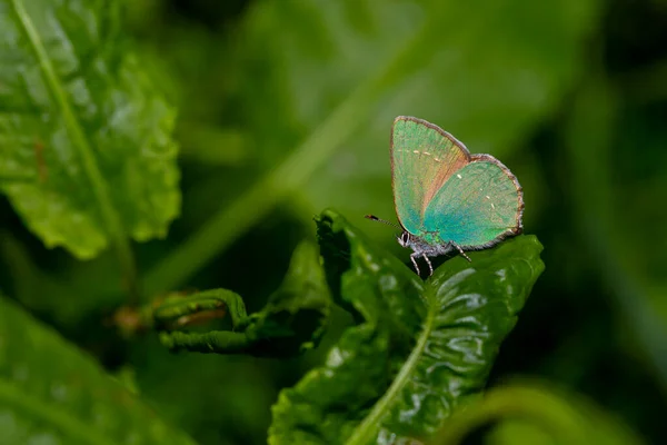 Callophrys Rubi Pequeña Mariposa Con Maravilloso Color Verde — Foto de Stock