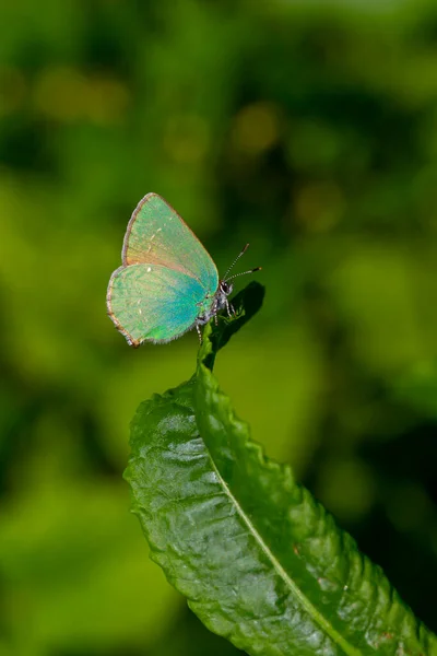 Callophrys Rubi Pequeña Mariposa Con Maravilloso Color Verde — Foto de Stock