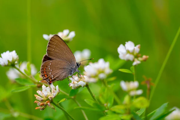 Petit Papillon Brun Sur Une Fleur Blanche Satyrium Ilicis — Photo