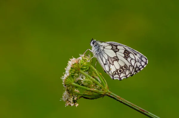 Большая Бабочка Черно Белого Цвета Melanargia Galathea — стоковое фото