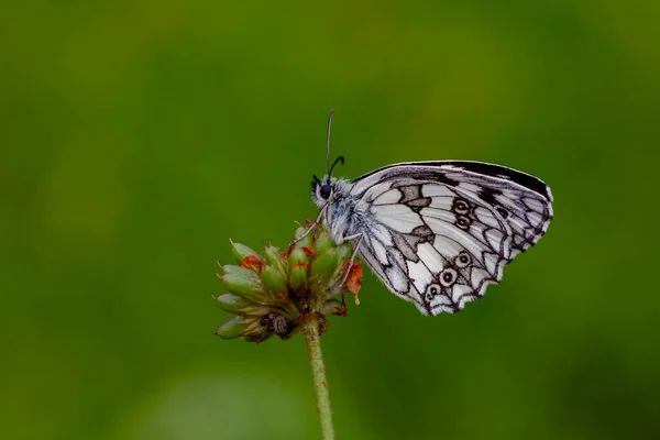 黒と白の色を持つ大きな蝶 メラニア ガラシア — ストック写真