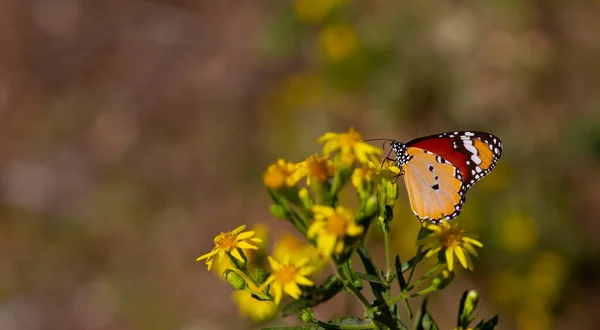 Borboleta Sultão Planta Danaus Crisálipo Borboleta — Fotografia de Stock