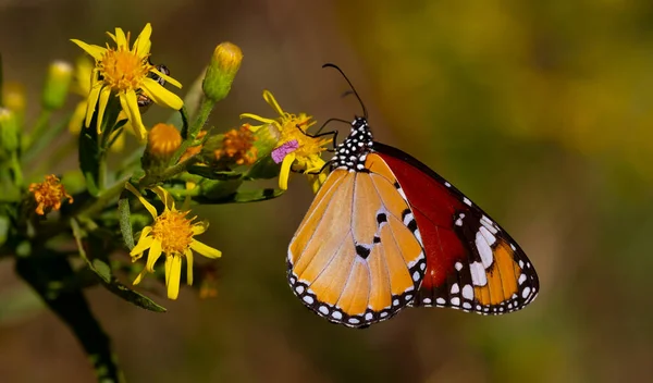 Sultanschmetterling Auf Pflanze Danaus Chrysippus Schmetterling — Stockfoto