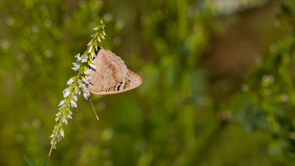 Tigris Pillangó Junonia Orithya Kisasszony — Stock Fotó