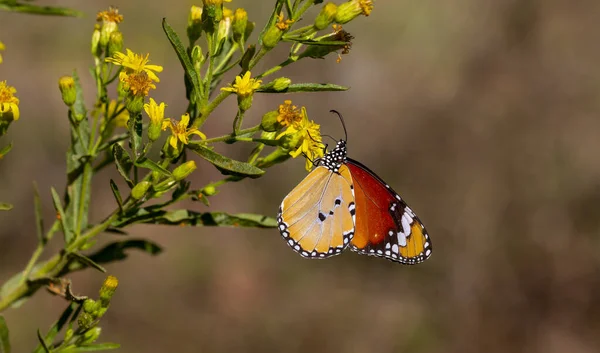 Σουλτάνος Πεταλούδα Στο Φυτό Danaus Χρυσίππους Πεταλούδα — Φωτογραφία Αρχείου