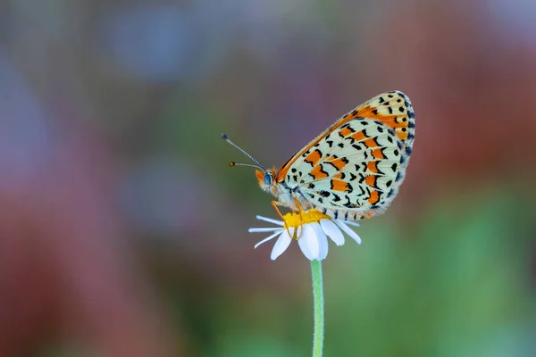 Beautiful Iparhan Butterfly Melitaea Trivia Syriaca — Stock Photo, Image