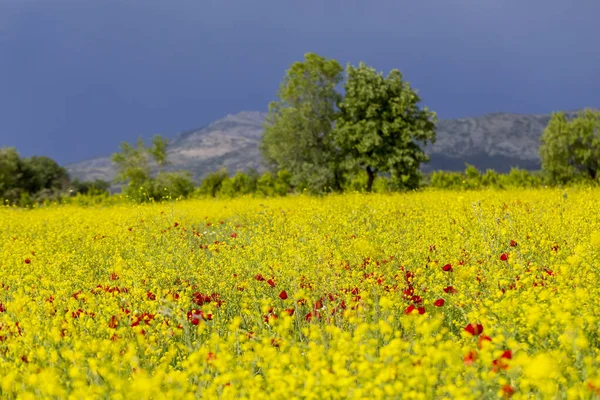 Campo Flores Papoilas Vermelhas — Fotografia de Stock