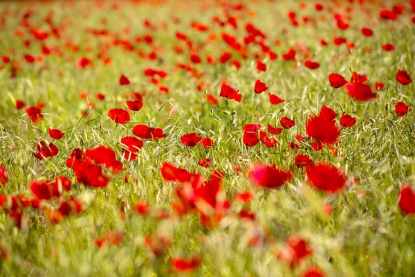 Feld Blühender Roter Mohnblumen — Stockfoto