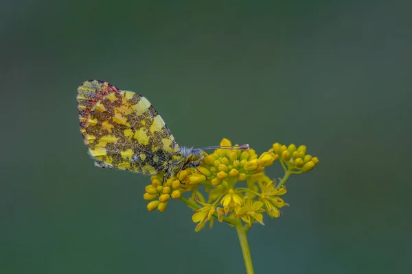 Small Butterfly Yellow Orange Colors Flower Eastern Orange Tip Anthocharis — Stock Fotó