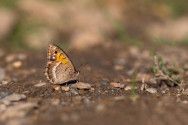 large butterfly picking up minerals from the ground, Anatolian Satyr, Satyrus favonius