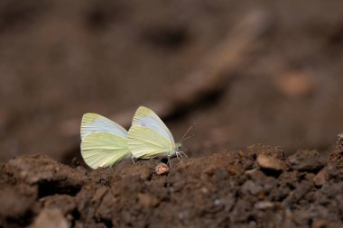 white butterflies taking minerals in the soil,Mountain Small White,Pieris ergane