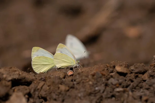 White Butterflies Taking Minerals Soil Mountain Small White Pieris Ergane — Foto de Stock
