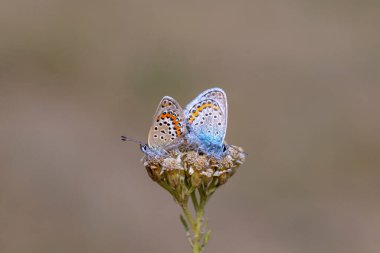 tiny couple butterfly on flower, Silver-studded Blue, Plebejus argus