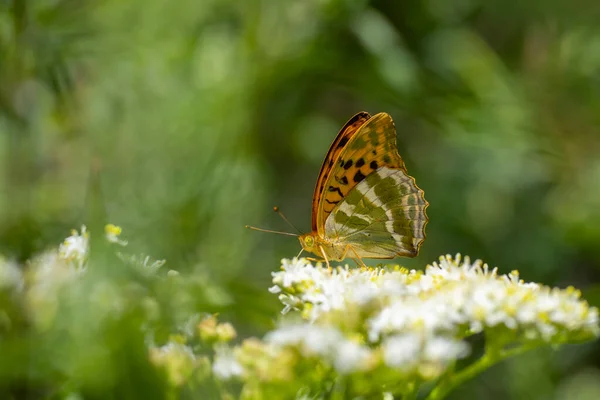 Big Brown Butterfly Feeding White Flower Silver Washed Fritillary Argynnis — 스톡 사진