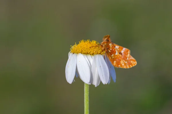 Красная Бабочка Сидящая Маргаритке Кавказская Болория — стоковое фото