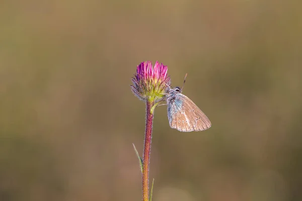 tiny butterfly feeding on purple flower,Geranium Argus, Polyommatus eumedon