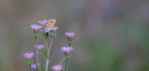 Tiny Butterfly Tiny Purple Flowers Silver Studded Blue Plebejus Argus — Stockfoto