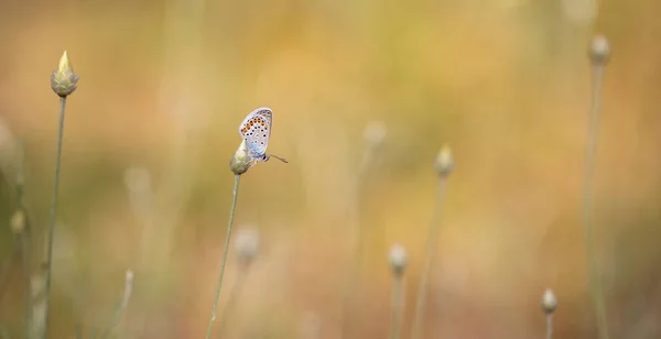 Yellow Background Tiny Butterfly Silver Studded Blue Plebejus Argus — Stock Fotó