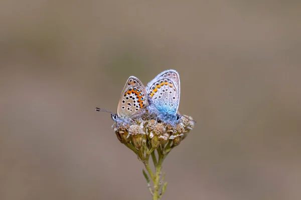 Tiny Couple Butterfly Flower Silver Studded Blue Plebejus Argus — Fotografia de Stock