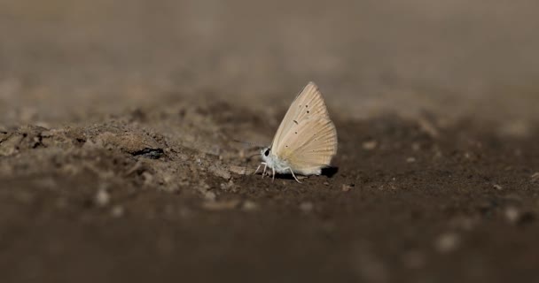 Πεταλούδα Που Λαμβάνει Ορυκτά Από Έδαφος Anatolian Furry Blue Polyommatus — Αρχείο Βίντεο