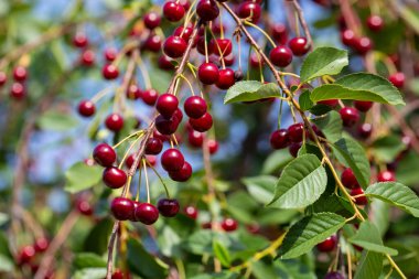 Fresh ripe sour cherry hanging on cherry tree in orchard, ingredient for cherry pie or jam