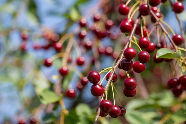 Fresh ripe sour cherry hanging on cherry tree in orchard, ingredient for cherry pie or jam