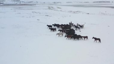 Wild horses are running and on the snow. Yilki horses are wild horses that are not owned in Kayseri, Turkey