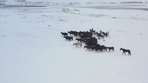 Άγρια Άλογα Τρέχουν Και Πάνω Στο Χιόνι Άλογα Γιλκί Είναι — Αρχείο Βίντεο