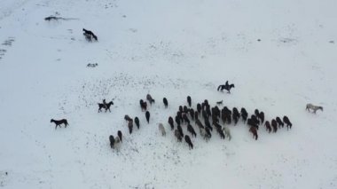 Wild horses are running and on the snow. Yilki horses are wild horses that are not owned in Kayseri, Turkey