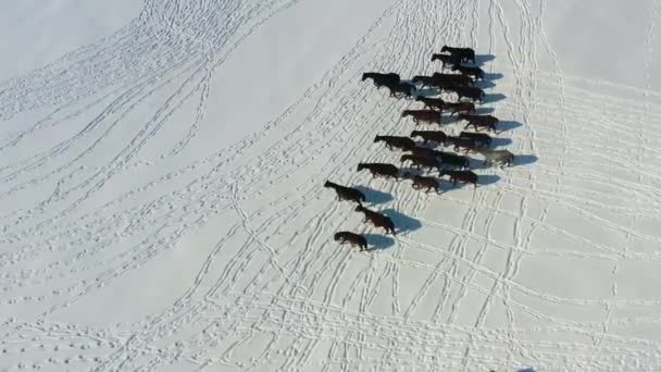 Wild Horses Running Snow Yilki Horses Wild Horses Owned Kayseri — Stockvideo