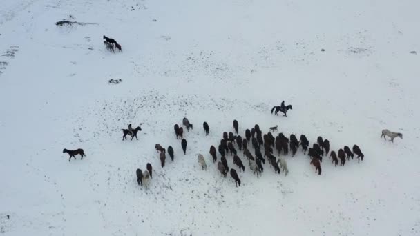 Wild Horses Running Snow Yilki Horses Wild Horses Owned Kayseri — Vídeo de Stock