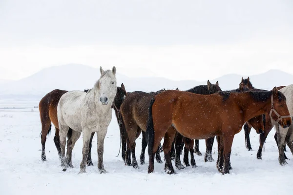 Wild horses are running and on the snow. Yilki horses are wild horses that are not owned in Kayseri, Turkey