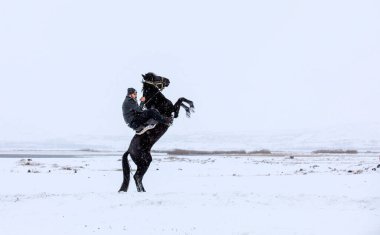 Wild horses are running and on the snow. Yilki horses are wild horses that are not owned in Kayseri, Turkey