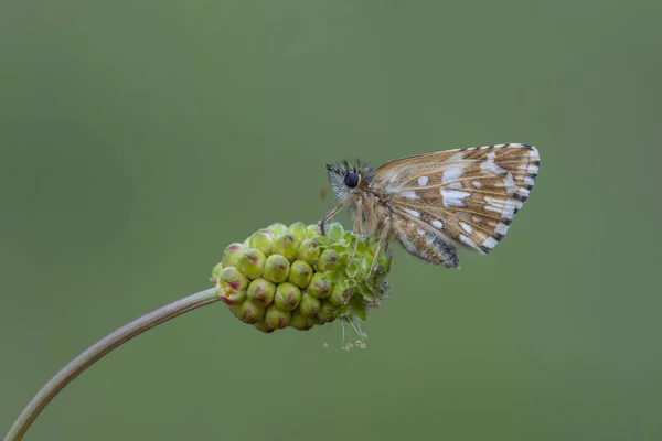 Kleine Bruine Vlinder Groene Achtergrond — Stockfoto